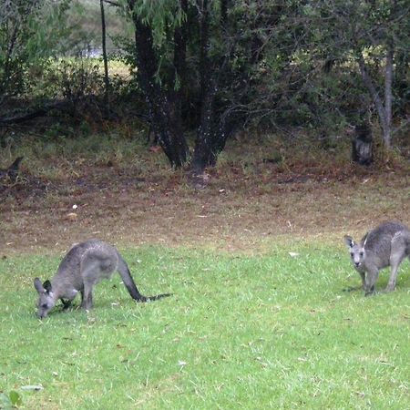 Wombatalla Kangaroo Valley Zewnętrze zdjęcie